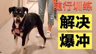 讯狗视频在线观看,讯狗视频带你在线观影新体验